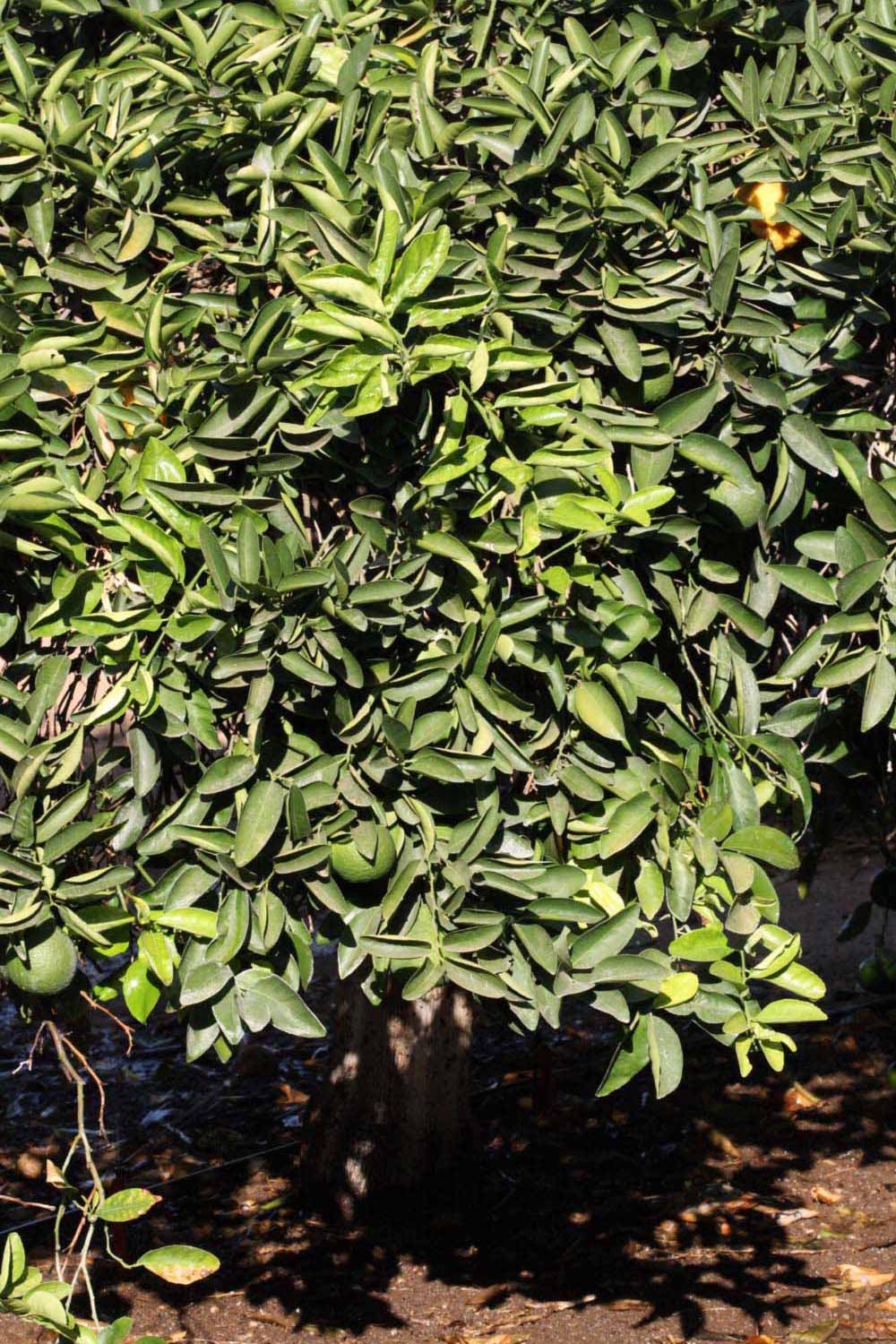            Habit (Riverside, CA)   